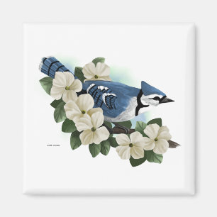 Imã Bluejay