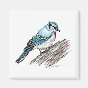 Imã Bluejay