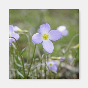 Imã Bluets - senhoras do quacre