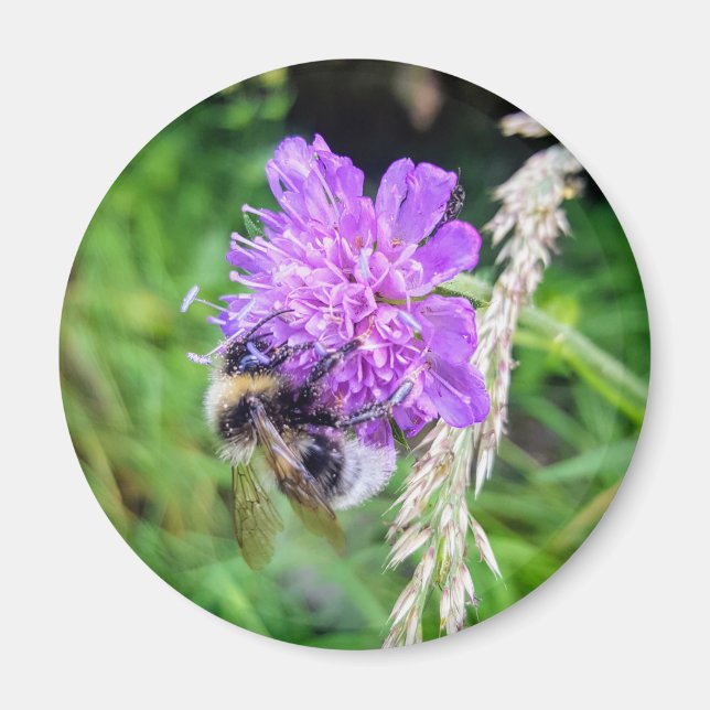 Imã Blütenkraft – Runder Magnet mit Hummelmotiv (Frente)