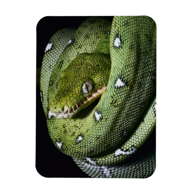 Ímã Boa cobra de árvore verde na Bolívia (Vertical)