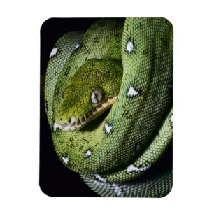 Ímã Boa esmeralda do cobra verde da árvore em Bolívi