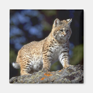 Imã Bobcat