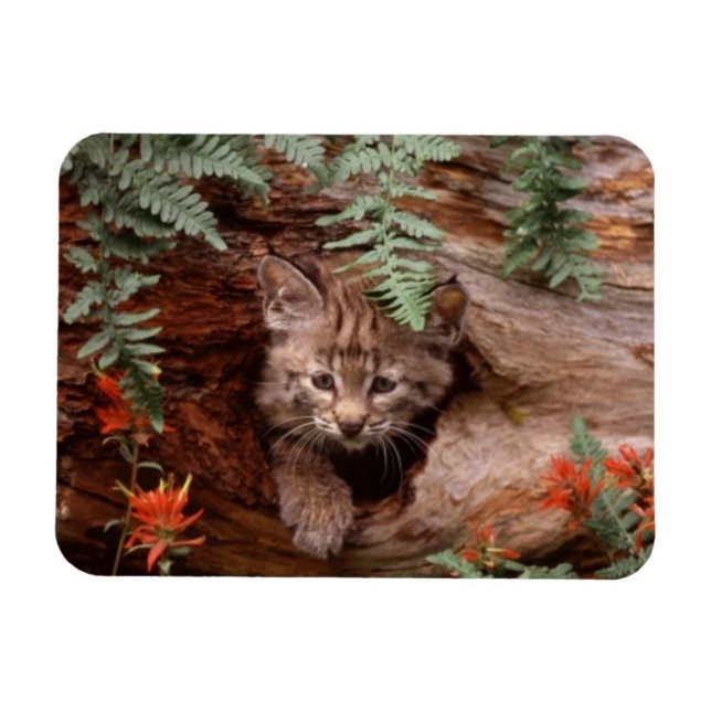 Ímã Bobcat Kitten Magnet (Horizontal)