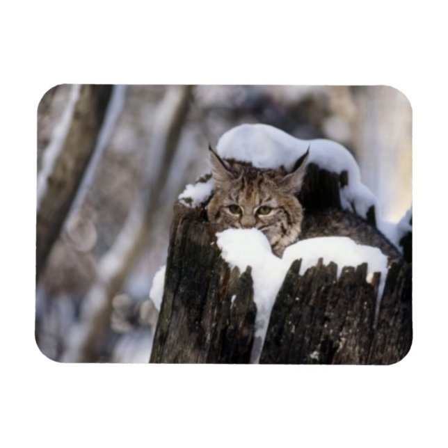 Ímã Bobcat Kitten Magnet (Horizontal)