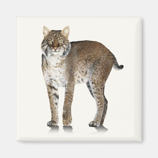 Imã Bobcat Magnet (Frente)