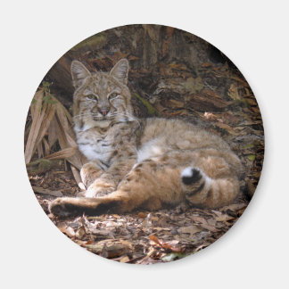 Imã Bobcat Magnets