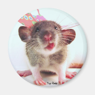 Imã Bobo Flutterby Rat