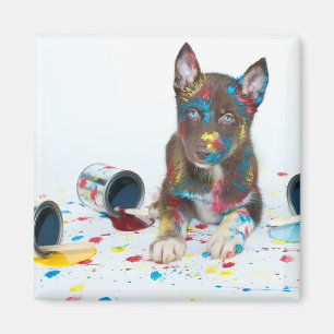 Imã Bobo Rouco Puppy entrou em Baldes Paint