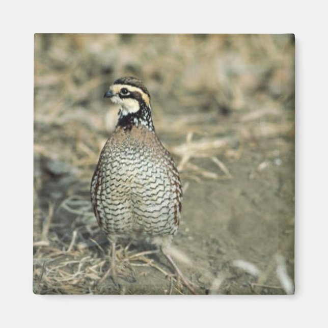 Imã Bobwhite Quail (Frente)