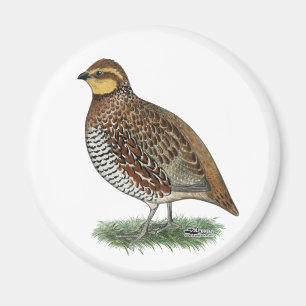 Imã Bobwhite Quail Hen