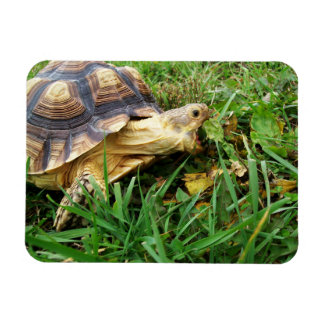 Ímã Boca de Sulcata Tortoise Aberta Tomando Mordida de
