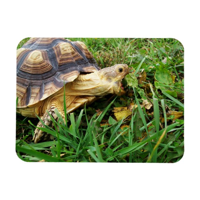Ímã Boca de Sulcata Tortoise Aberta Tomando Mordida de (Horizontal)