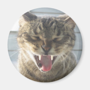 Imã Bocejo do gato