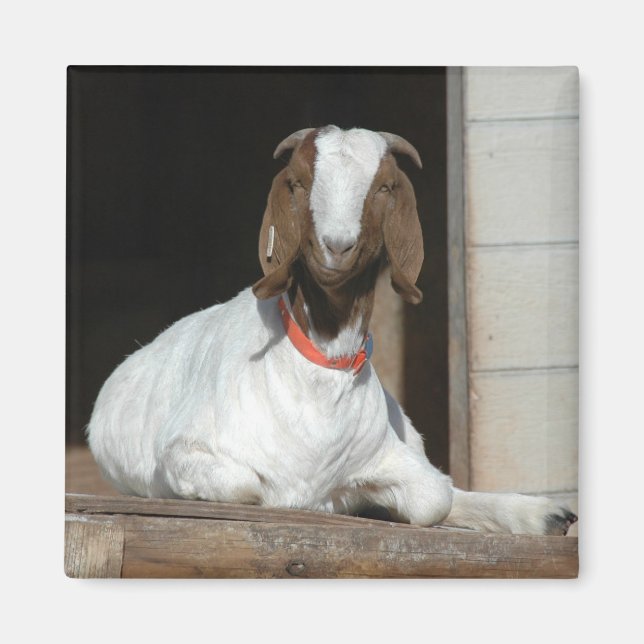 Imã Boer Goat Nanny Doe (Frente)