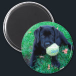 Imã Bola de Reprodução - Labrador Puppy - Preto Lab<br><div class="desc">Tudo o que o Black Lab Puppy quer fazer é jogar bola! Tocar Bola - Arte Original de Judy Burrows @ Black Dog Art</div>