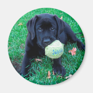 Imã Bola de Reprodução - Labrador Puppy - Preto Lab