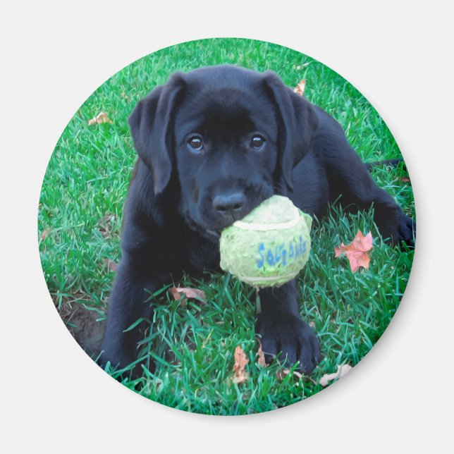 Imã Bola de Reprodução - Labrador Puppy - Preto Lab (Frente)