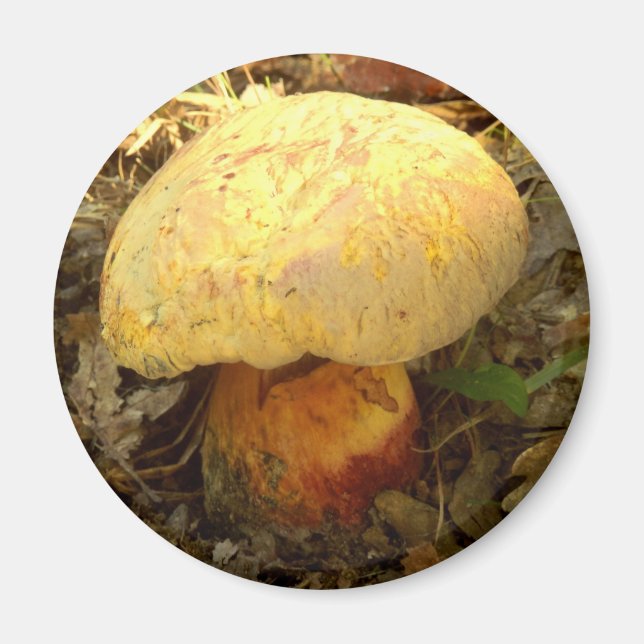 Imã Boletus torosus Mushroom Magnet (Frente)