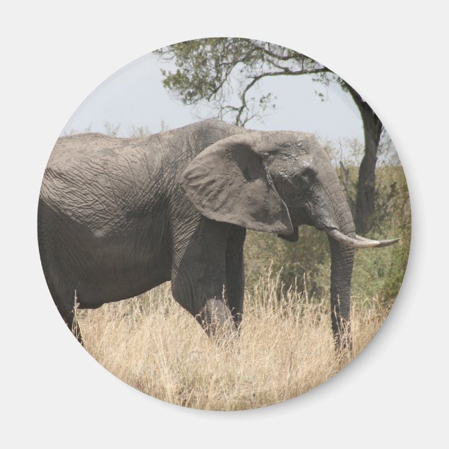 Imã bolota elefante (Frente)