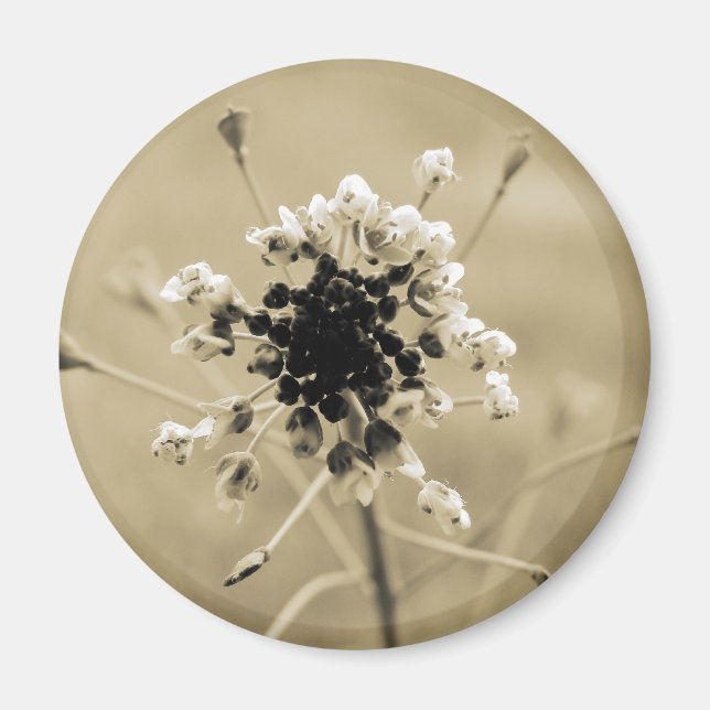 Imã Bolsa de Shepherd em Sepia (Frente)