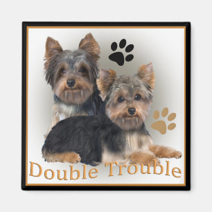 Imã Bolsas de Dupla Problemas em Yorkshire Terrier