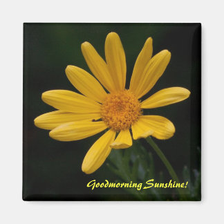 Imã Bom dia Sunshine