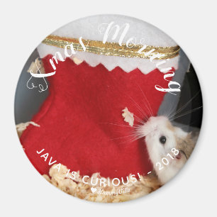 Imã Bom Hamster Curioso Manhã De Natal