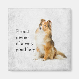 Imã Bom Rapaz Sheltie