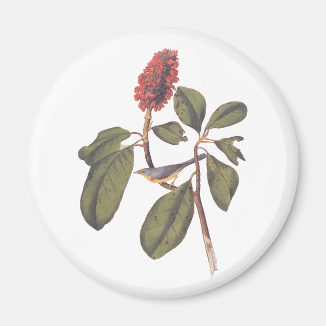 Imã Bonaparte Flycatcher Canada Warbler Audubon Bird (Frente)