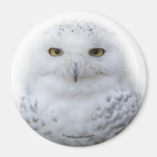 Imã Bonita, Dreamy e Serene Snowy Owl