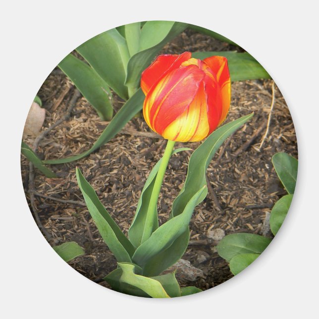 Imã Bonita em Primavera...... (Frente)