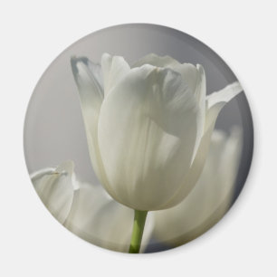 Imã Bonitas Tulipas Primavera brancas