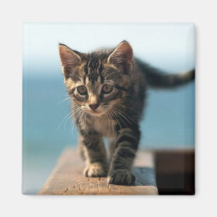 Imã bonitinho_engraçado_animais_23 KITTEN CAT ADORABL