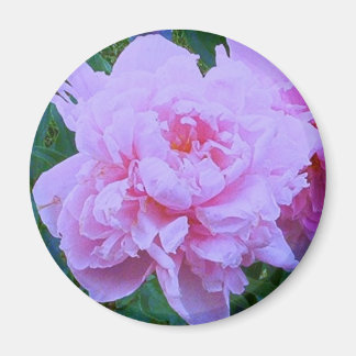 Imã "Bonito a rosa"