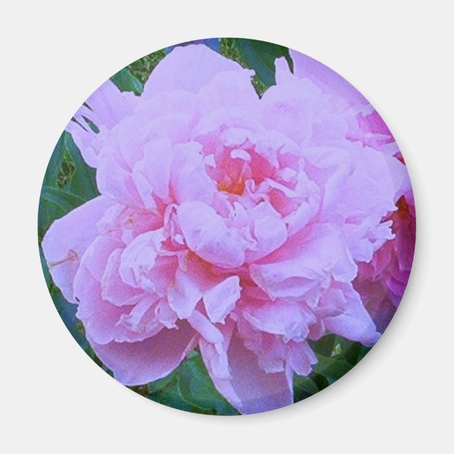 Imã "Bonito a rosa" (Frente)