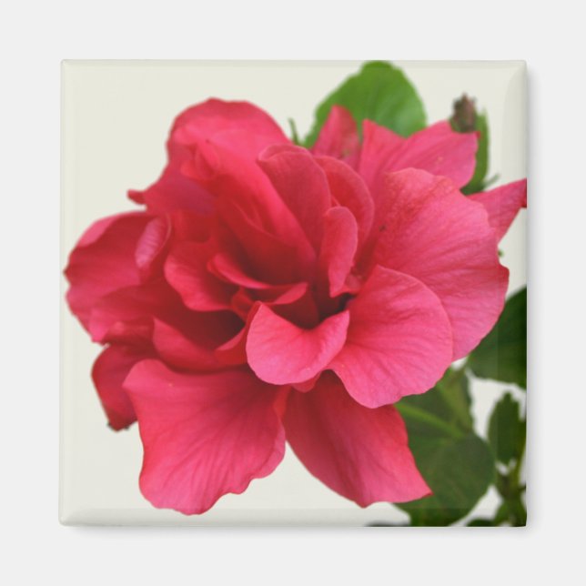 Imã Bonito a rosa - ímã (Frente)