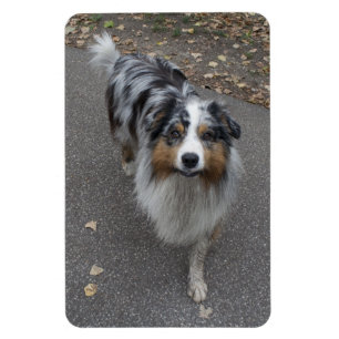 Ímã Bonito Aussie multicolor