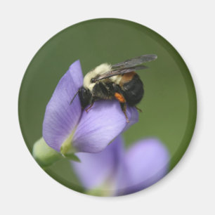 Imã Bonito Bumble a abelha