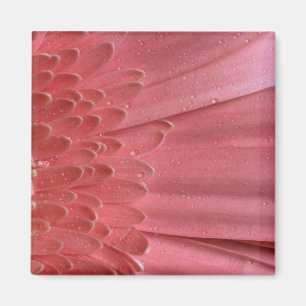 Imã Bonito Coral Rosa Gerbera Daisy