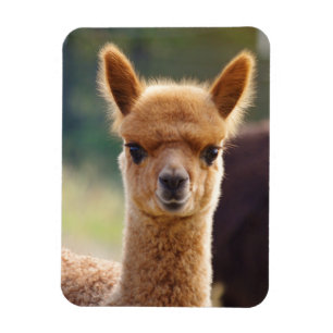 Ímã bonito da alpaca