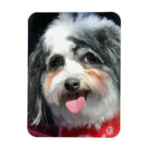 Ímã bonito do cão, K-ECO lenço vermelho II