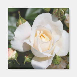 Imã bonito flor de rosa branca pura. foto floral.