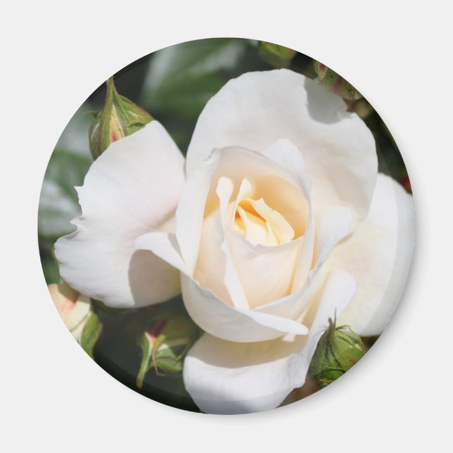 Imã bonito flor de rosa branca pura. foto floral. (Frente)