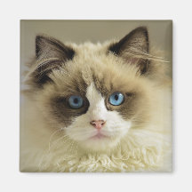 Bonito Gato de Ragdolas com Olhos Azuis