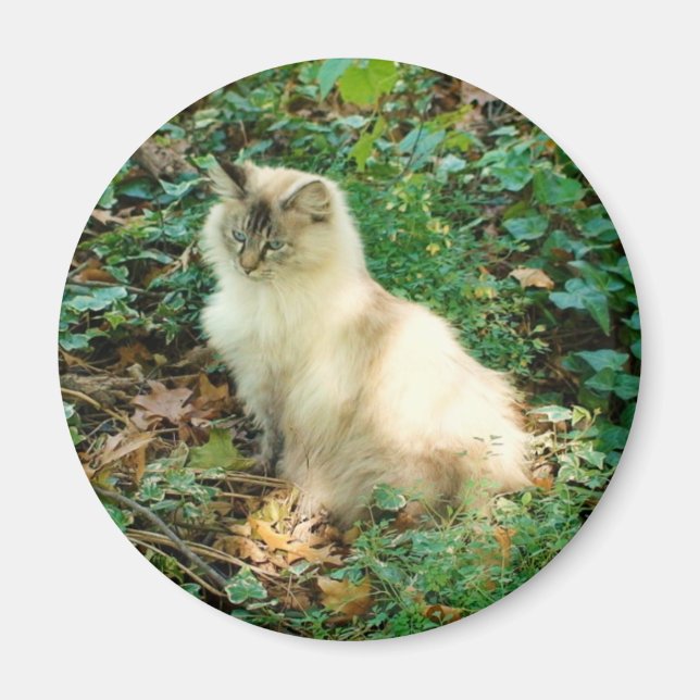 Imã Bonito Gato Sentado (Frente)