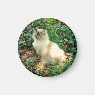 Imã Bonito Gato Sentado