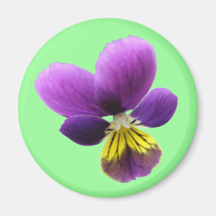 Imã Bonito Magnet Pansy