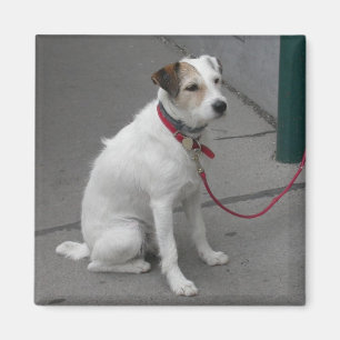Imã Bonito Mongrel Branco