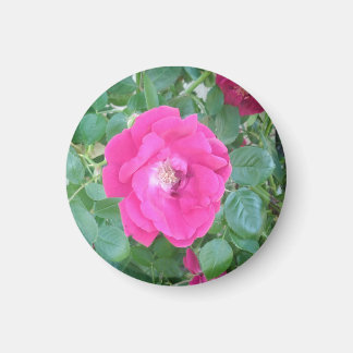 Imã Bonito na Flor Rosa